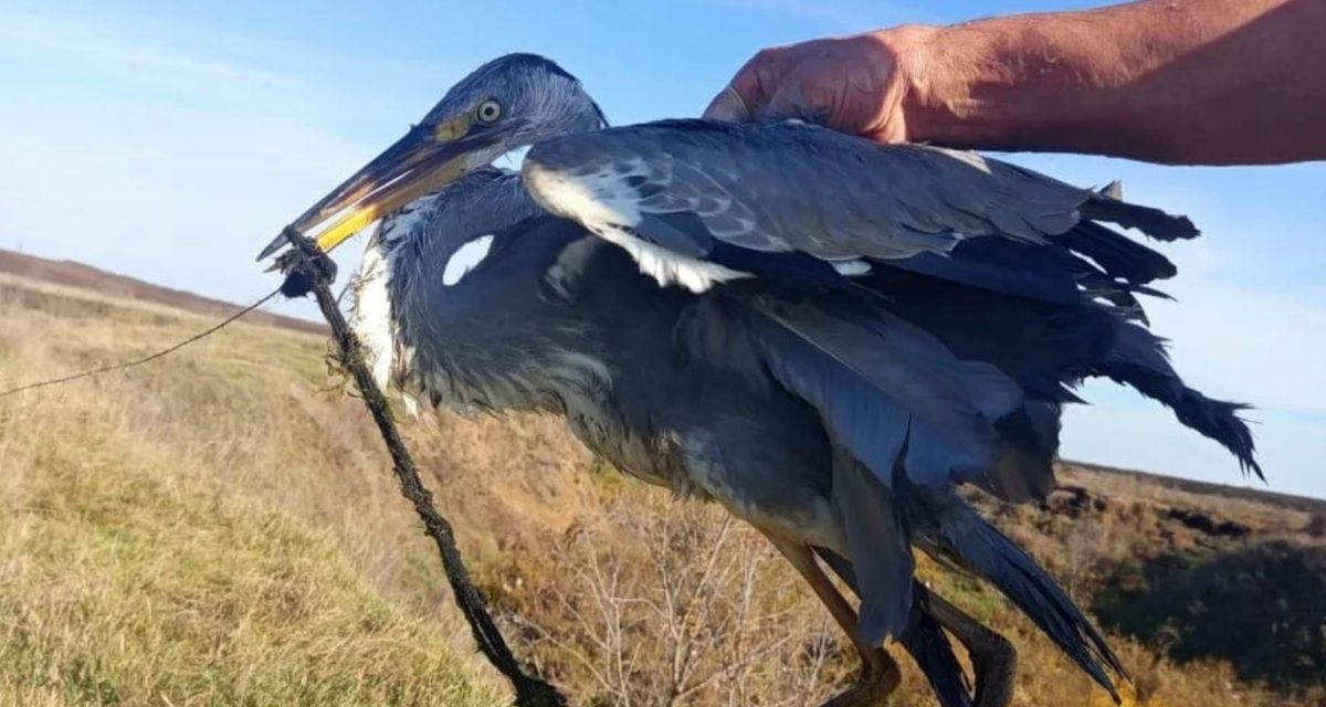 Житель деревни Юлтимирово зашёл в воду, чтобы освободить запутавшуюся серую цаплю